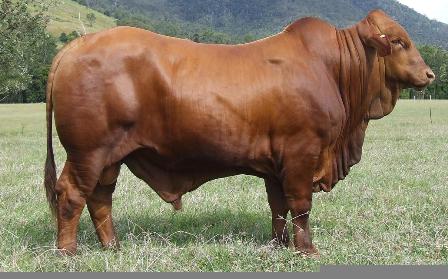 Bryvonlea Hercules